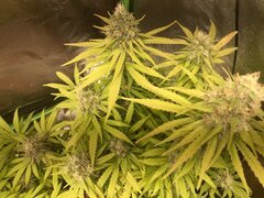 IMG_6014.jpeg