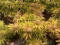 IMG_6015.jpeg
