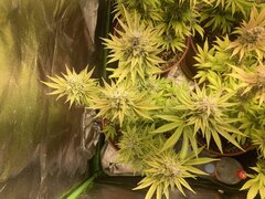 IMG_6016.jpeg