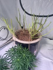 IMG_6082.jpeg