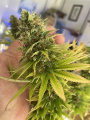 Skunk #1