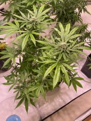 IMG_6114.jpeg