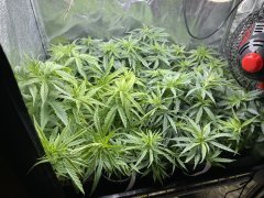 IMG_6245.jpeg