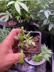 Frosty’s purple freak