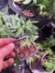 Frosty’s purple freak