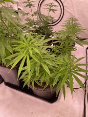 Original Haze