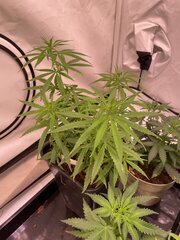 Original Haze