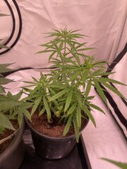 Original Haze