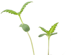 istockphoto-122x612.png