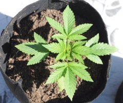 AK47