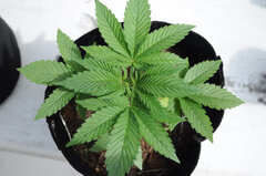 AK47