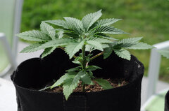 AK47