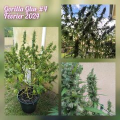 Gorilla Glue 4