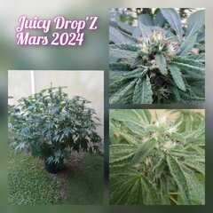 Juicy Drop'Z