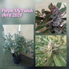 Purple OG Punch