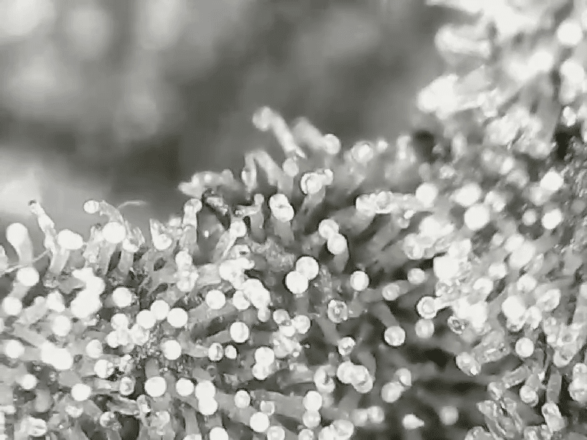 vlcsnap-2024-04-10-17h53m22s119.png.c0d3ffe379556d7aa21a3e8b16a54018.png