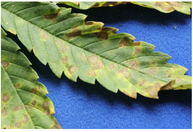 1976855864_septoria2.png.bf7951841f3c733406e2aee8f2a61d91.png