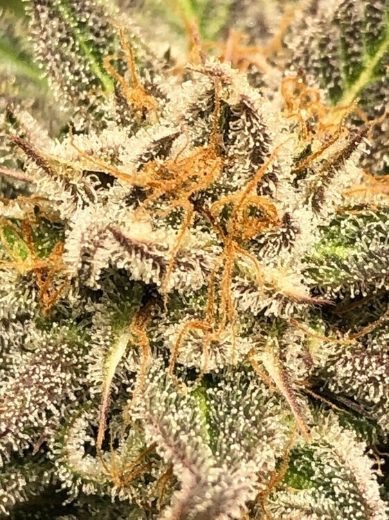 IMG_3513.jpeg