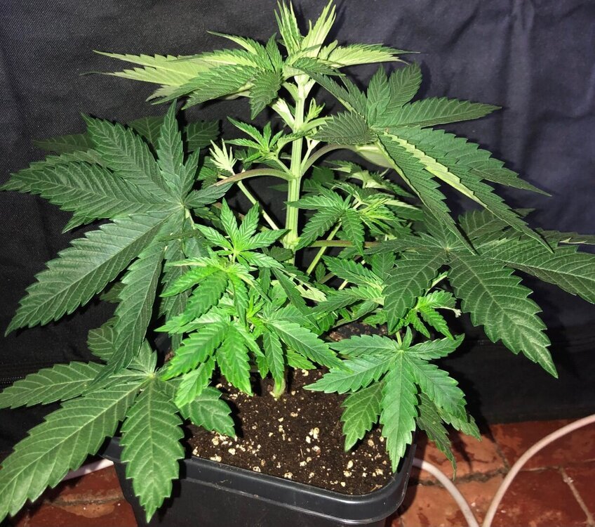 IMG_3849.thumb.jpeg.57220673cad65073edd0aeb04429dc06.jpeg