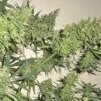 Bud01