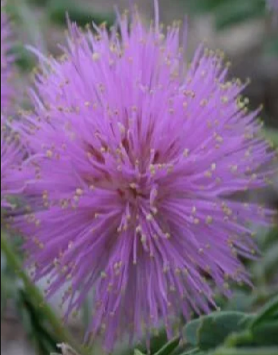 mimoza.png.db79aae03f1e39c02e496289197aeb35.png