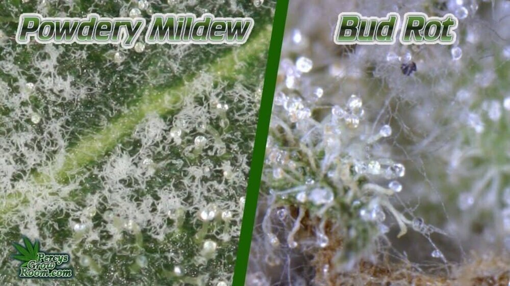 powdery-midlew-vs-bud-rot-1024x576.thumb.jpg.1eaa7e658477a665d0aef997fa47f441.jpg