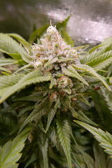 1212 +45 Lockdown Kush bud.JPG