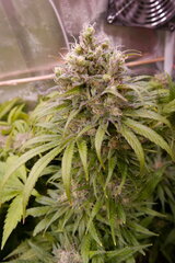 12:12 +58 - Orient Express ou Zamaldelica x KC - one bud.JPG
