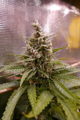 12:12 +60 - AcapulcoXxxx.JPG