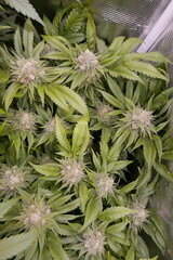 1212 +45 Lockdown Kush.JPG