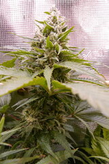 12:12 +54 - AcapulcoXxxx.JPG