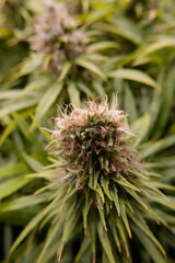 12:12 +60 - Orient Express poly bud.JPG