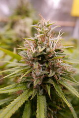 12:12 +60 - Orient Express bud.JPG