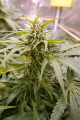 1212 +35 ACE one bud milieux.JPG