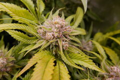 12:12 +60 - Lockdown Kush bud 2.JPG