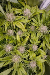 12:12 +54 - lockdown kush.JPG
