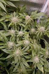 1212 +35 Lockdown kush.JPG