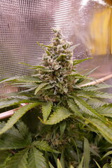 12:12 +58 - Acapulcoxxxx1.JPG
