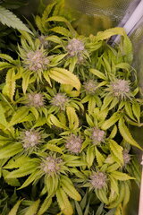 12:12 +60 - Lockdown Kush.JPG