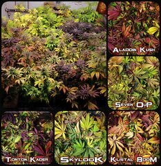 collage de feuilles du run cross maison