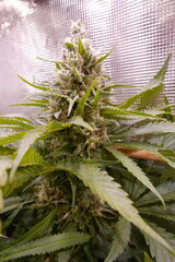 12:12 +58 - Acapulcoxxxx2.JPG