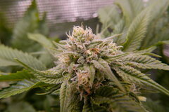 1212 +35 Lockdown Kush bud.JPG