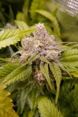 12:12 +58 - LOCKDOWN KUSH bud.JPG