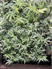 FLO+21 Scrog UK.jpg