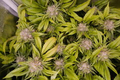 12:12 +58 - LOCKDOWN KUSH.JPG
