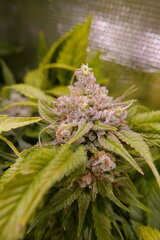 12:12 +60 - Lockdown Kush bud.JPG