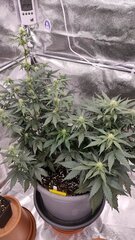 Trainwreck auto ×2