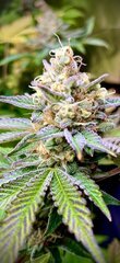 Grape Diamonds Ethos