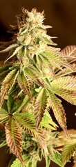 Purple Majik Ethos