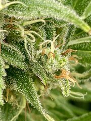 Sex Bud Female Seeds